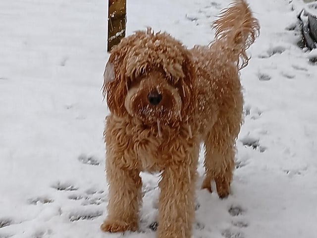 Daisy in the snow.