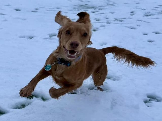 Belle enjoying the snow at Mansfield Canine Centre.