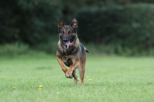 All three suspects were tracked down by Police Dog Wolf. Photo: Nottinghamshire Police