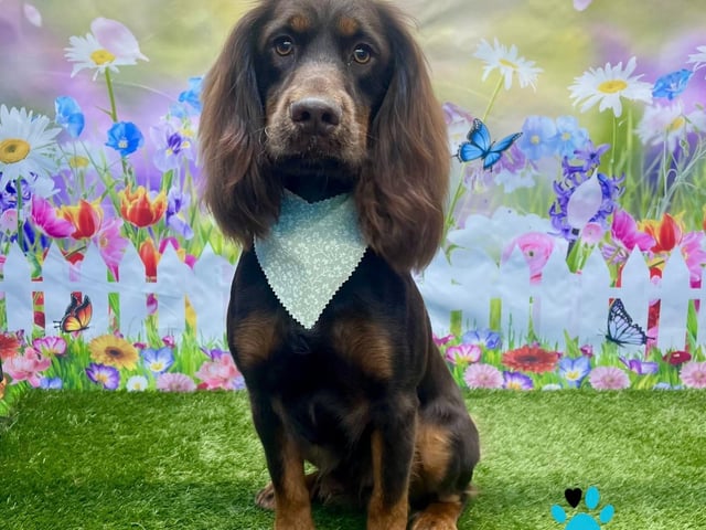 Summer fun at the On All Pawz photoshoot