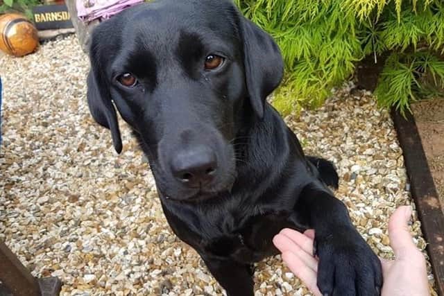 Rachel's two-year-old black lab was one of the inspirations for the start-up.