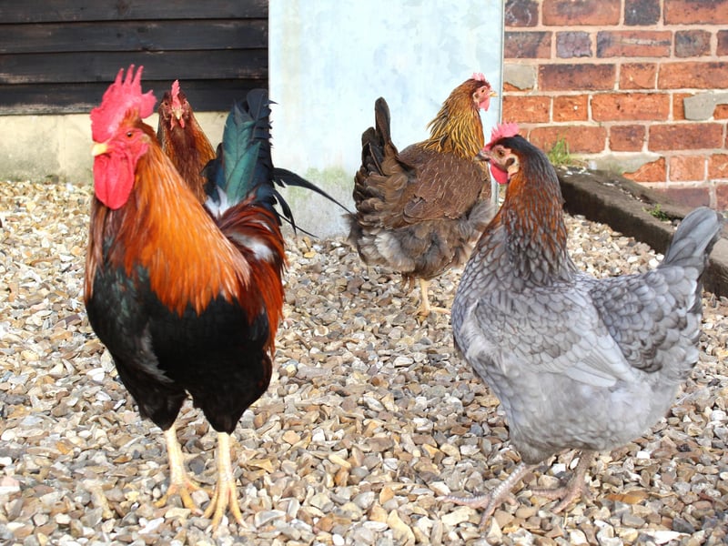 The site is home to other animals, including birds that add to the countryside atmosphere. All pets are welcome.