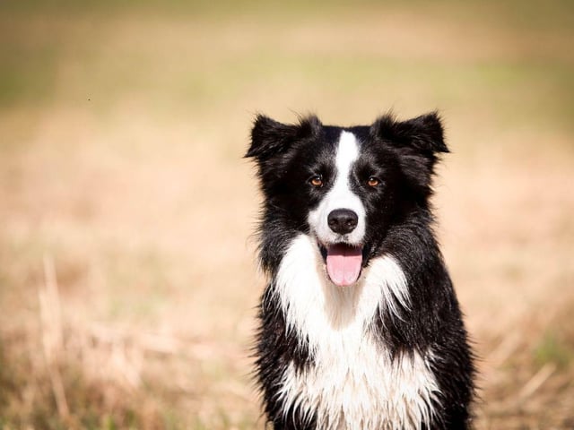 The Border Collie is naturally a very happy breed, but they are in their element when out and about exercising. You will not see a dog happier than a delighted Border Collie racing across fields.