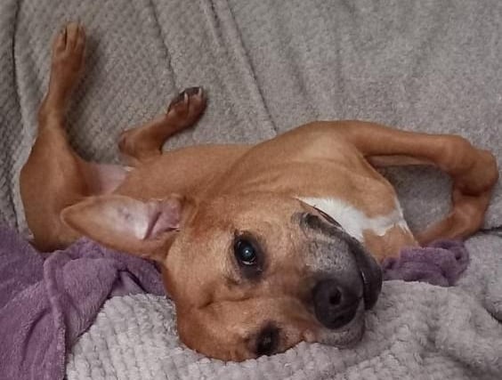 This is Enid, she is a 13-year-old Staffie. She is a sweet girl that loves her home comforts. She is currently in foster care as she does struggle being left on her own so she will need a family to be around all day, especially while she settles in. She is worried around other dogs so will need to be the only dog in the home. She can live with children over the age of 11. Enid is on medication for her arthritis.