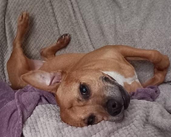 This is Enid, she is a 13-year-old Staffie. She is a sweet girl that loves her home comforts. She is currently in foster care as she does struggle being left on her own so she will need a family to be around all day, especially while she settles in. She is worried around other dogs so will need to be the only dog in the home. She can live with children over the age of 11. Enid is on medication for her arthritis.