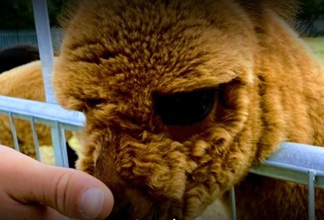 A small charity farm run by volunteers in Shirebrook, with lots of different animals from alpacas to tortoises. The farm is open on weekends and also runs many special events for families to enjoy.
Website: www.willowtree-farm.co.uk/home