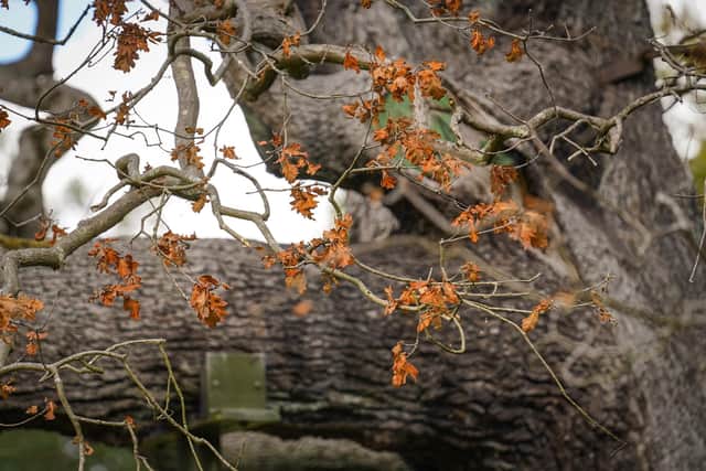 The Major Oak has been drastically effected by the dry summer