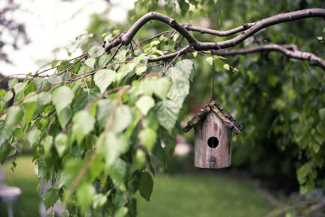 Hundreds of free native trees will be up for grabs.
