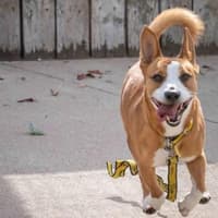 Eight East Midlands rescue dogs waiting for their new beginning