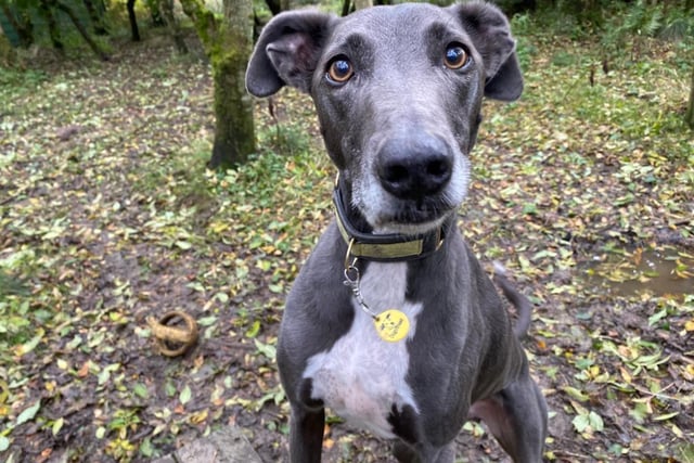 A seven year old Lurcher, Blue is a beautiful boy that loves to have lots of fun and can always be found running around playing with his favourite teddy.  Blue is very sweet and loving towards his owners but is worried around unfamiliar people.