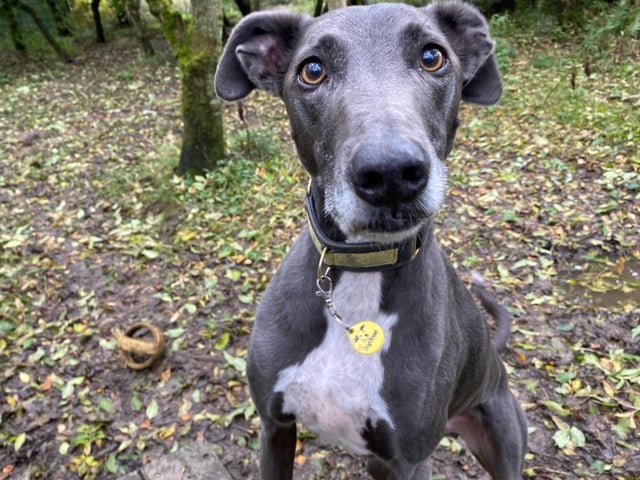 A seven year old Lurcher, Blue is a beautiful boy that loves to have lots of fun and can always be found running around playing with his favourite teddy.  Blue is very sweet and loving towards his owners but is worried around unfamiliar people.