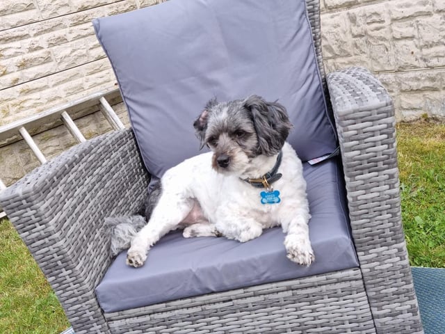 Cooper is a rescue and "the best dog in the world", according to his adoptive family.