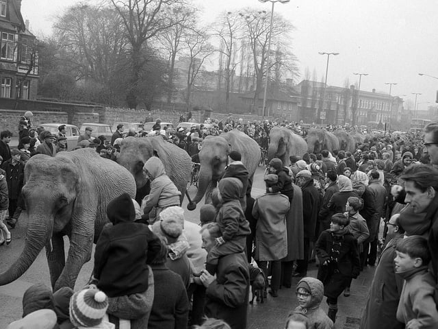 1966 Mansfield Circus Elephant Parade. Did you attend?