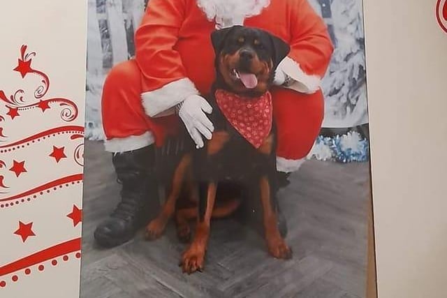 Frank at On All Pawz Professional Pet Services last year at Santa Paws .