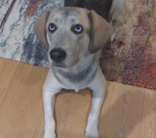 Samantha said: "This is Callie. We rescued her from Macedonia from the rescue Pawpers in the Ruff via Doggy Dens UK Rescue in March this year and she is an amazing beautiful soul. We have also received amazing support from Marija Janakievska and Denise all the way through."