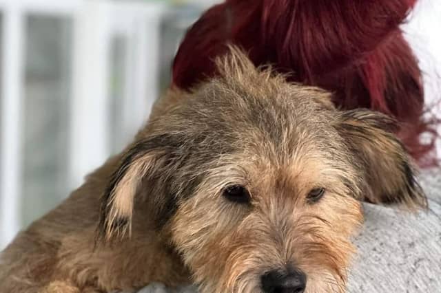 Denise, founder of Cuckney-based Doggy Dens UK Rescue, shared this photo of Seb. Seb was left for dead in Macedonia and rescued by Pawpers in the Ruff (Doggy Dens' international partner). He did not have an easy start in life, but has come on leaps and bounds during his rehabilitation process. Seb was found dumped with the trash, malnourished and on death's door. Now, he is thriving and making progress with his new family. Recently, Seb (and owner Sarah) launched a fundraising walk for Doggy Dens, with a walk in Sutton, and raised more than £100 for the charity. Seb is nominated for animal rescue of the year. Denise said: "Seb is one of the most beautiful dogs I’ve met. He is an absolute fighter."