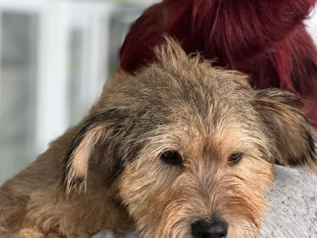 Denise, founder of Cuckney-based Doggy Dens UK Rescue, shared this photo of Seb. Seb was left for dead in Macedonia and rescued by Pawpers in the Ruff (Doggy Dens' international partner). He did not have an easy start in life, but has come on leaps and bounds during his rehabilitation process. Seb was found dumped with the trash, malnourished and on death's door. Now, he is thriving and making progress with his new family. Recently, Seb (and owner Sarah) launched a fundraising walk for Doggy Dens, with a walk in Sutton, and raised more than £100 for the charity. Seb is nominated for animal rescue of the year. Denise said: "Seb is one of the most beautiful dogs I’ve met. He is an absolute fighter."