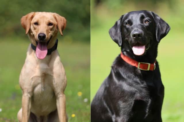 Labradors Ebony and Hazy. Photo: Nottinghamshire Police.