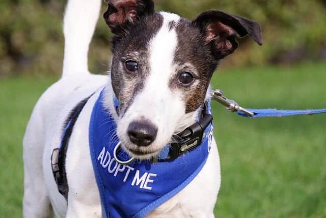 The old Jack Russell terrier has been waiting patiently to find his forever home.