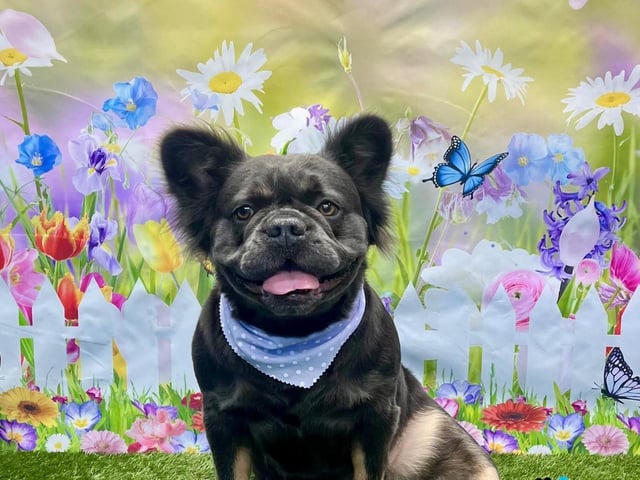 Preened pooches puckered up for a sweet photoshoot