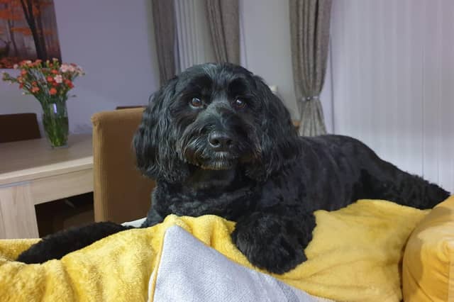 My mum's dog Poppy (mum, Brenda Bell)