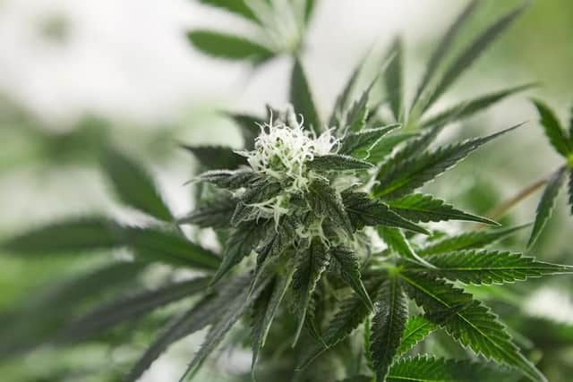 Police discovered a cannabis set-up in Mansfield.