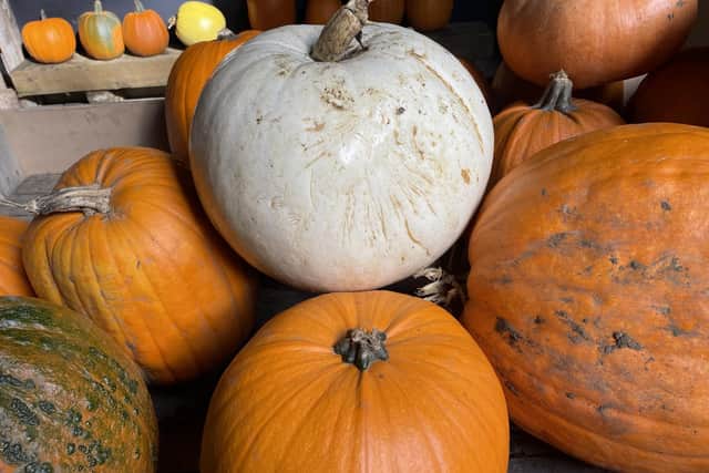 Nothing screams autumn more than PYO pumpkins.