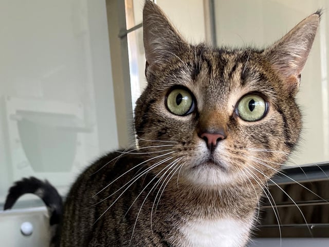 Theo is a friendly, loving cat who has lived with children and may be happy to do so again. He is a young, playful cat who loves a cuddle.
