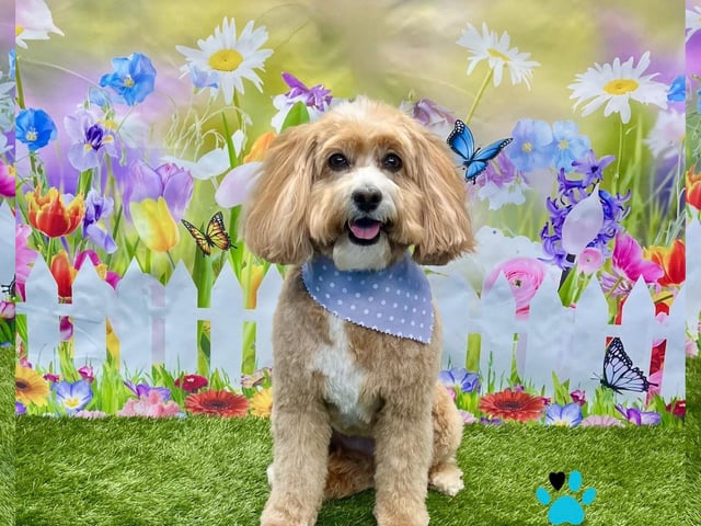 On All Pawz Pet Supplies' offers themed photoshoots throughout the year