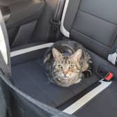 Tigger is on his way home, in his former neighbour Helen's car.