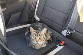 Tigger is on his way home, in his former neighbour Helen's car.