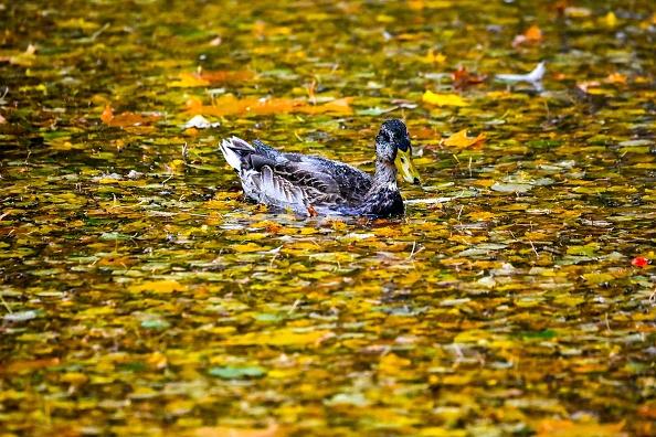 There will be a host of wildlife to see amongst all the colours of Autumn at Potteric Carr Nature Reserve.
