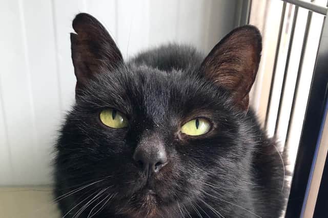The centre said: "Mature cats can be just as playful, and cheeky as their younger feline friends but are often overlooked.
This lovely lady is looking for her forever home at 11 years young and can be a little quiet at first but we feel once she’s settled she will be a great companion for someone with a quieter home."