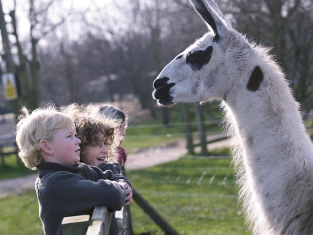 One of the East Midlands' most popular visitor-attractions, the White Post Farm Centre at Farnsfield covers about 25 acres of land and cares for more than 3,000 animals. Which adventure will you choose? Will it be with Eddie the eagle, Alfie the alpaca, Merv the meerkat, Hulk the giant tortoise, Freddie the frog or Sydney the snake?