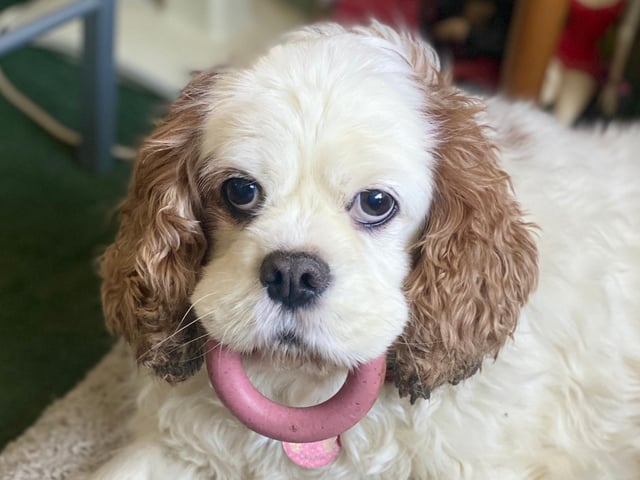 Charlie is one of two dogs sent in by owner TJ McD