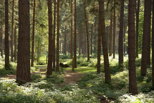 Sherwood Pines was originally called Clipstone Heath, it was acquired by Forestry England in 1925 and planted with trees in response to a wood shortage after World War I.
