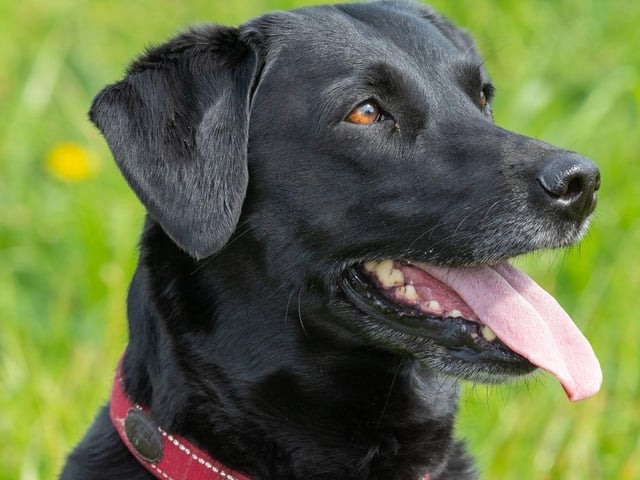 The Labrador Retriever is the most popular dog breed in the UK and is also known for its cheerful disposition. They are genetically predisposed to be happy, and they delight in simple pleasures such as food, walks, and affection.