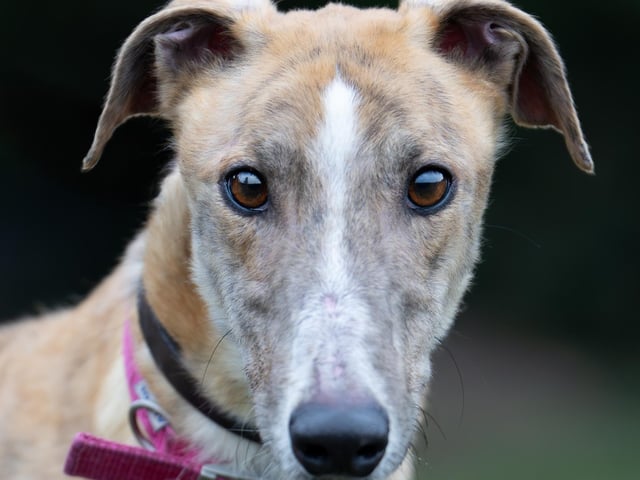 Sakima is a lively male greyhound who loves his daily walks and gets along well with other greyhounds. He’s a big eater who finishes his meals quickly and can become bored in the kennel, leading to some stress. Sakima needs an active home with owners who can provide engaging training, especially since he loves food. He enjoys playtime but also likes to relax in the sun. Sakima shares his kennel with a little girl named Tadpole and would do well with another greyhound after proper introductions. He would be best suited for an adult-only home or one with older children.