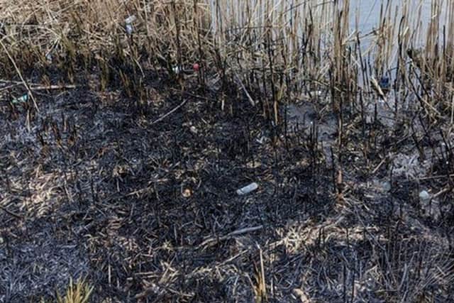 The burnt-out swans nest