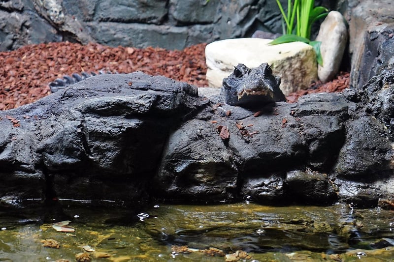 Nelly the croc is suspicious of the cameraman.