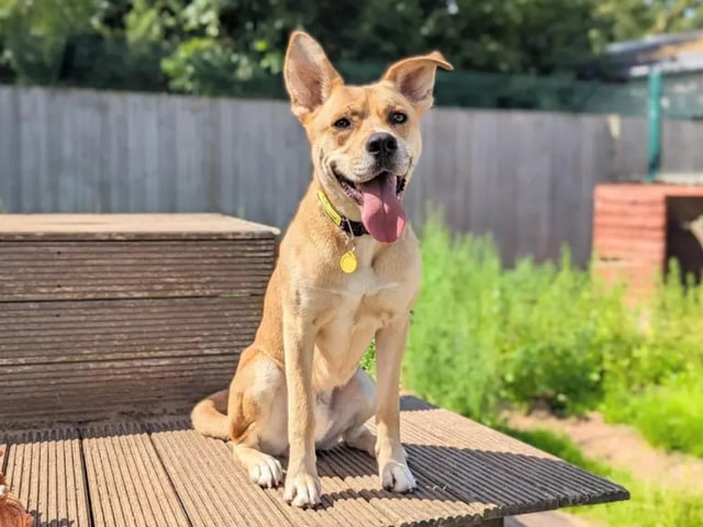 Not only is Luffy extremely handsome, but he is the perfect house guest. He is fully house trained, lies in, and enjoys a good snooze with the sun shining in. He knows all his basic training and loves to learn, which makes training him new fun activities such as agility, which is very enjoyable. Luffy can struggle being left by himself, so he would enjoy a family that can be around as much as possible. He enjoys travelling in the car, so he is all ready for his next adventure; he is just looking for a family to share that with! See /www.dogstrust.org.uk/rehoming/dogs/crossbreed/1259131