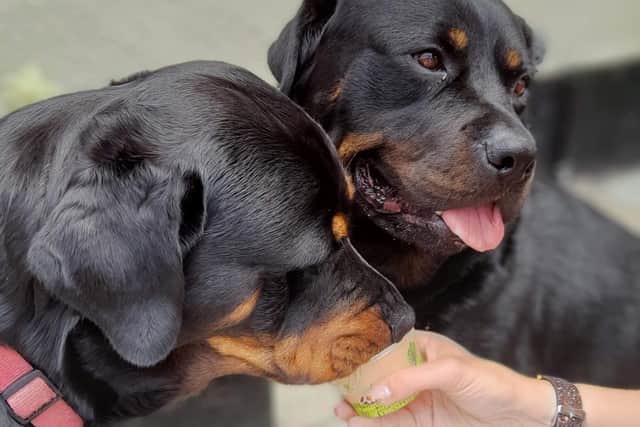 Drinkies, rather than walkies, for these two Rottweilers, Florence and William, who belong to Ashfield councillor, Christian Chapman, of Jacksdale.