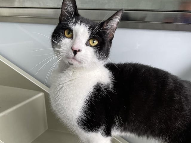 Bru - C is brilliant. This lively little lad is looking for a new home where he can stretch his legs and be the energetic young cat he is! Bru - C could live with children in his new home as he has done previously, however, he would prefer to be the only cat.
