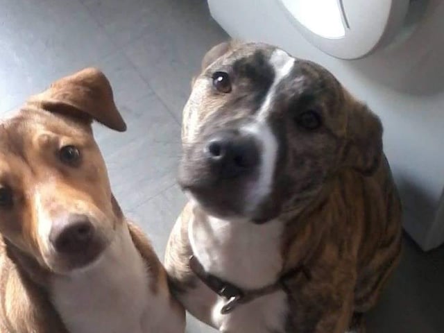 Madeleine shared a photo of her two rescue dogs - Annie and Sammy. They have lived with Madeleine for eight years.