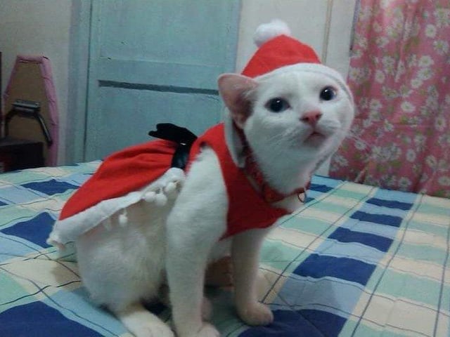 In the run up to Christmas 2020, our readers have shared their petsadorable festive costumes. Here's Chloe the cat!