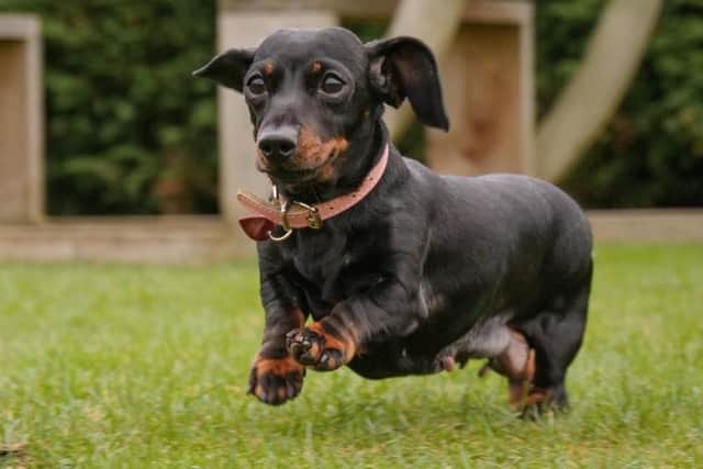 Little Delilah was abandoned in September after being used as a breeding bitch for all of her short life. She was then discarded like a piece of rubbish - unable to walk and dragging her hind legs behind her.