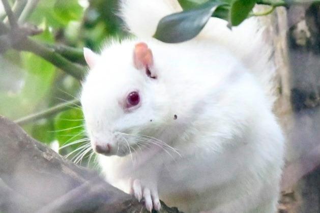Albino squirrels have a rare genetic mutation which means they do not produce the skin pigment called Melanin, giving them white fur and red eyes.