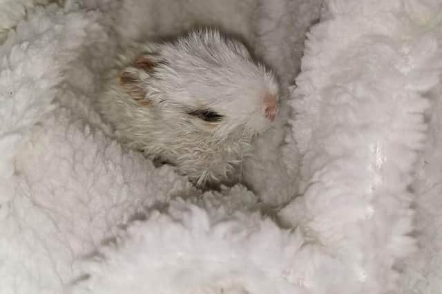 A tiny bunny in the shelter at Mansfield Woodhouse.