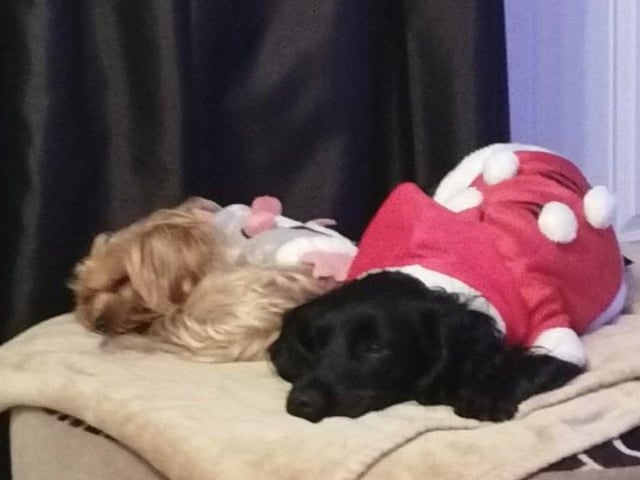 In the run up to Christmas 2020, our readers have shared their pets adorable festive costumes.