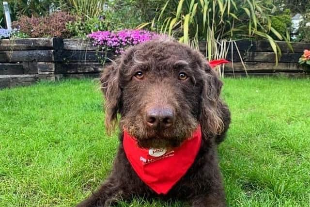 Here is donor dog Alfie. Photo: Pet Blood Bank